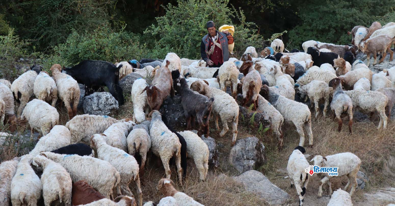 जुम्लाका किसान भेडापालनप्रति आकर्षित