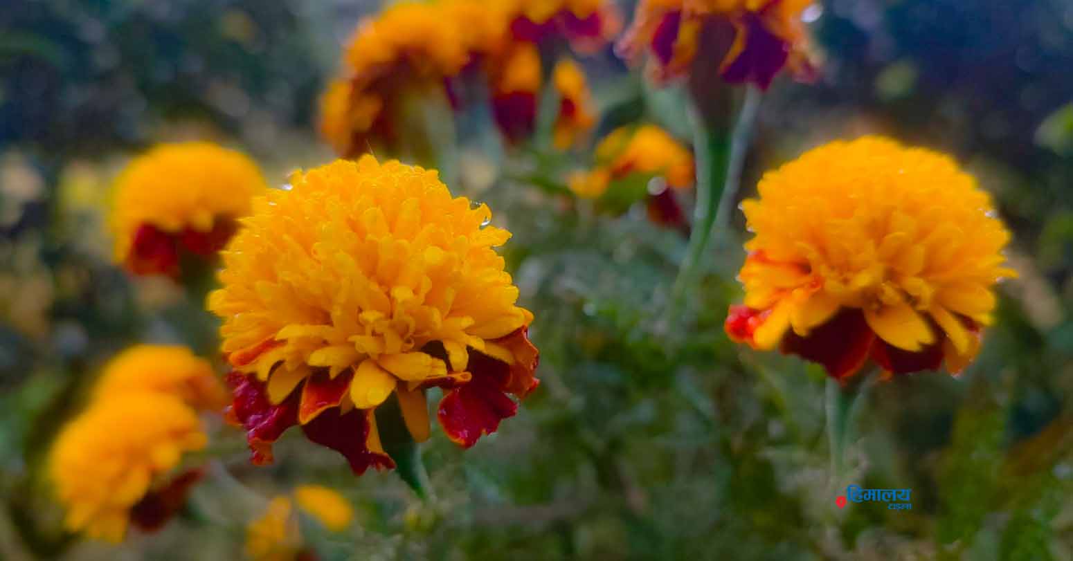 शीतमा झपक्कै फूल (फोटोफिचर)