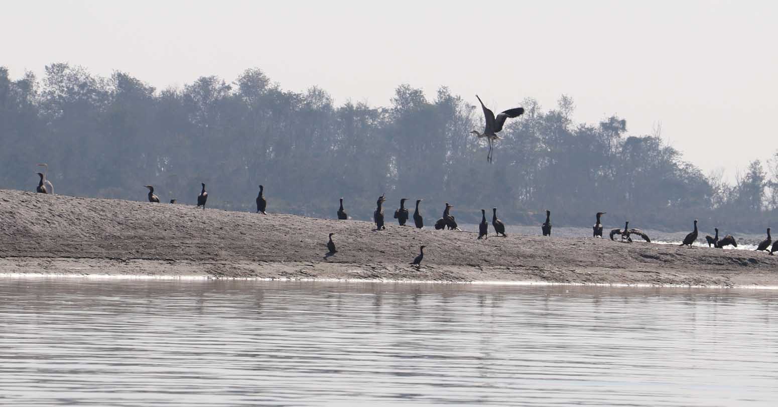 नारायणी नदी क्षेत्रमा ४१ प्रजातिका जलपक्षी
