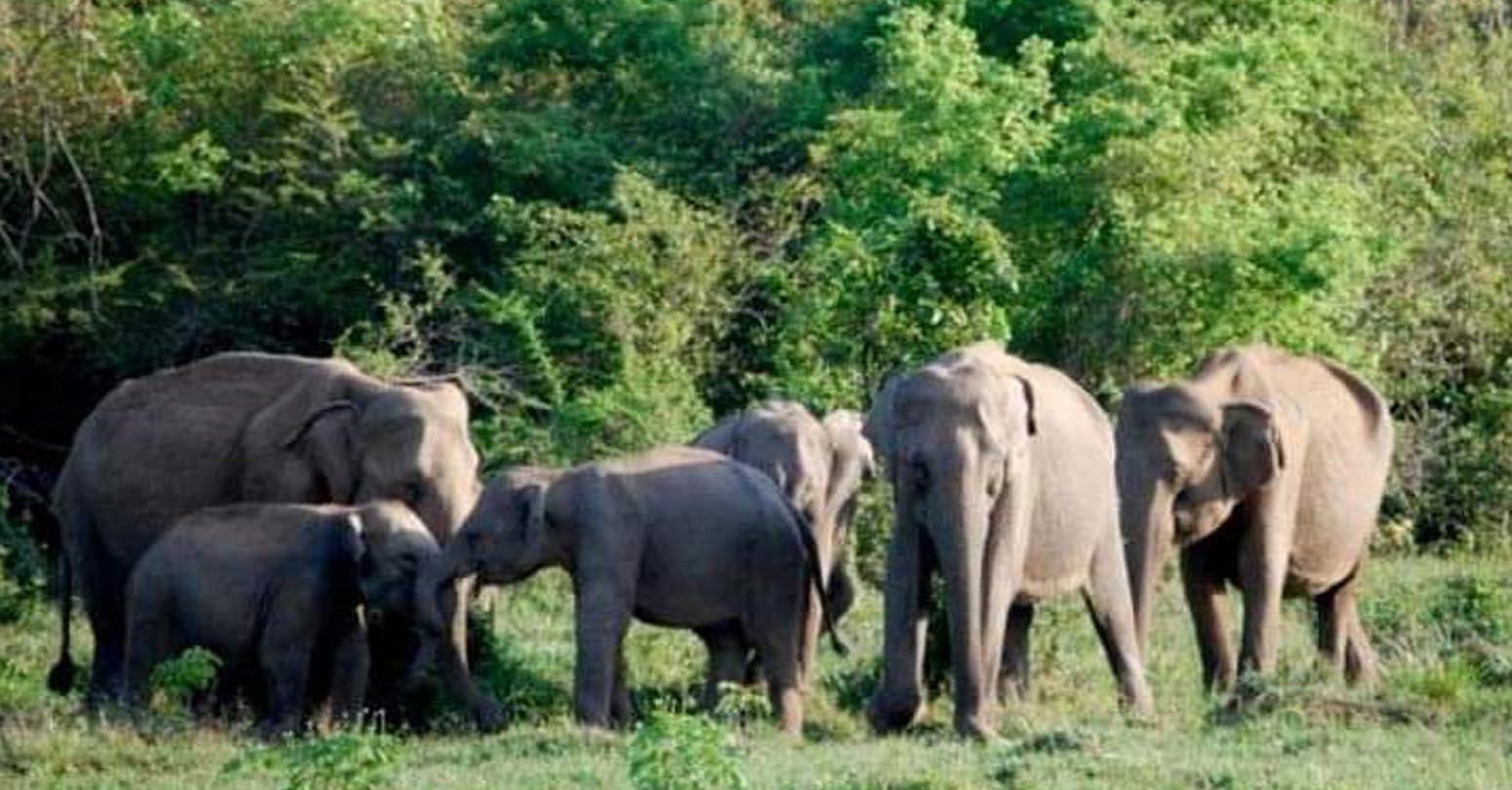झापा र मोरङका वनमा छावा हुर्काउँदै जंगली हात्ती