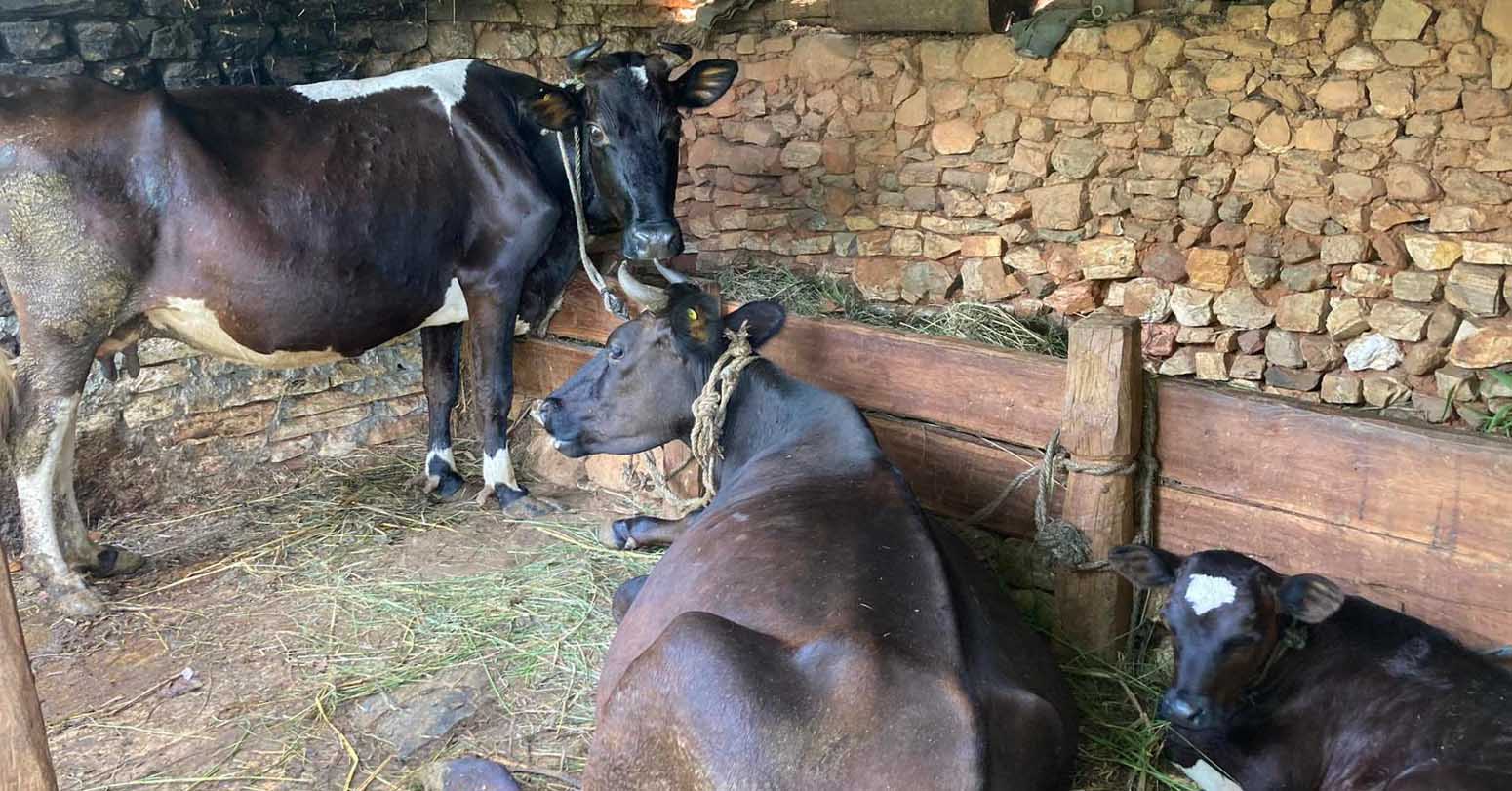 दूधमात्र होइन घाँस पनि बेचेर प्रशस्त आर्जन गर्छन् बागलुङका किसान