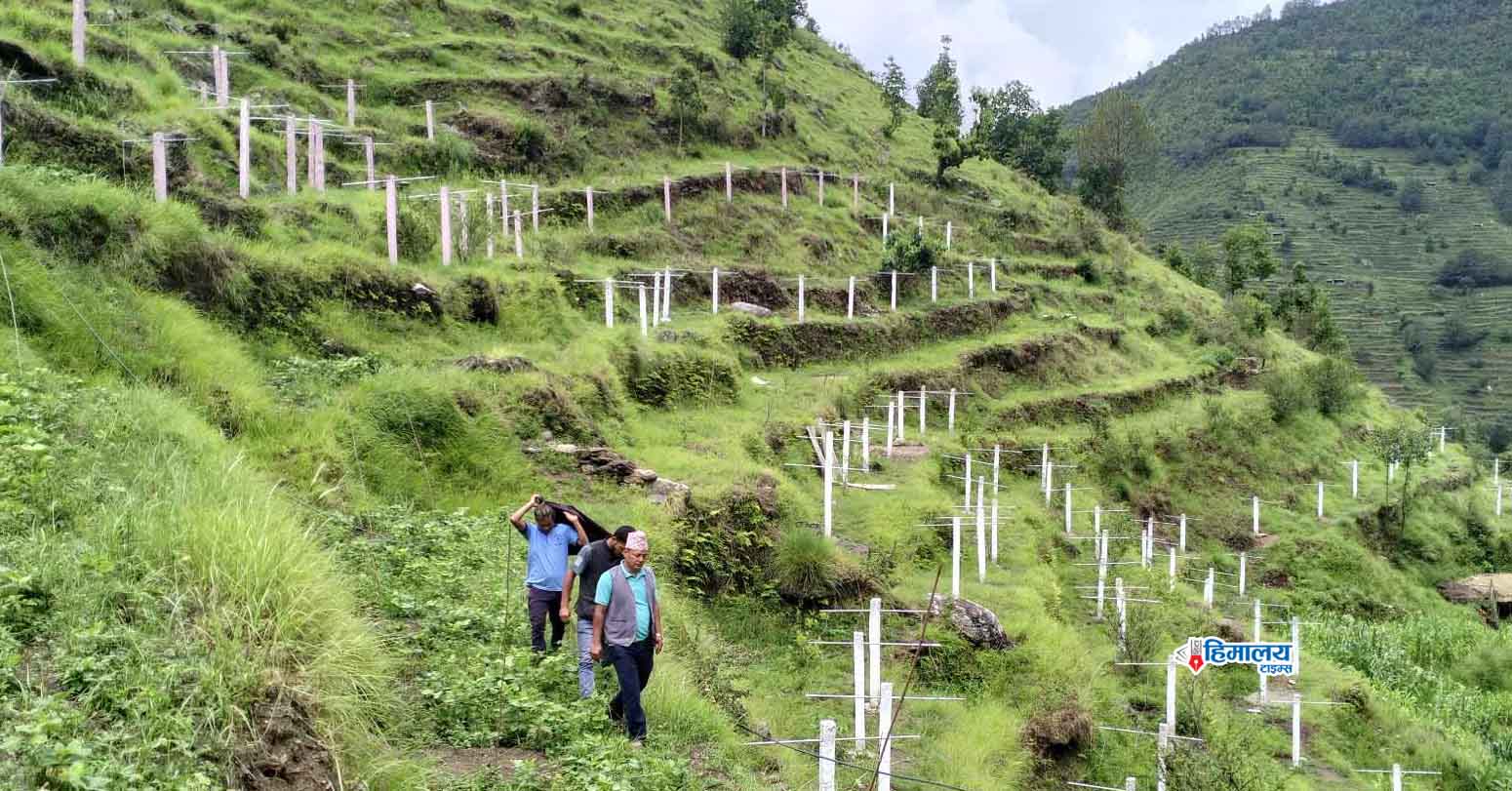 एक हजार ८५० रोपनी जग्गा चक्लाबन्दी गरि खेती