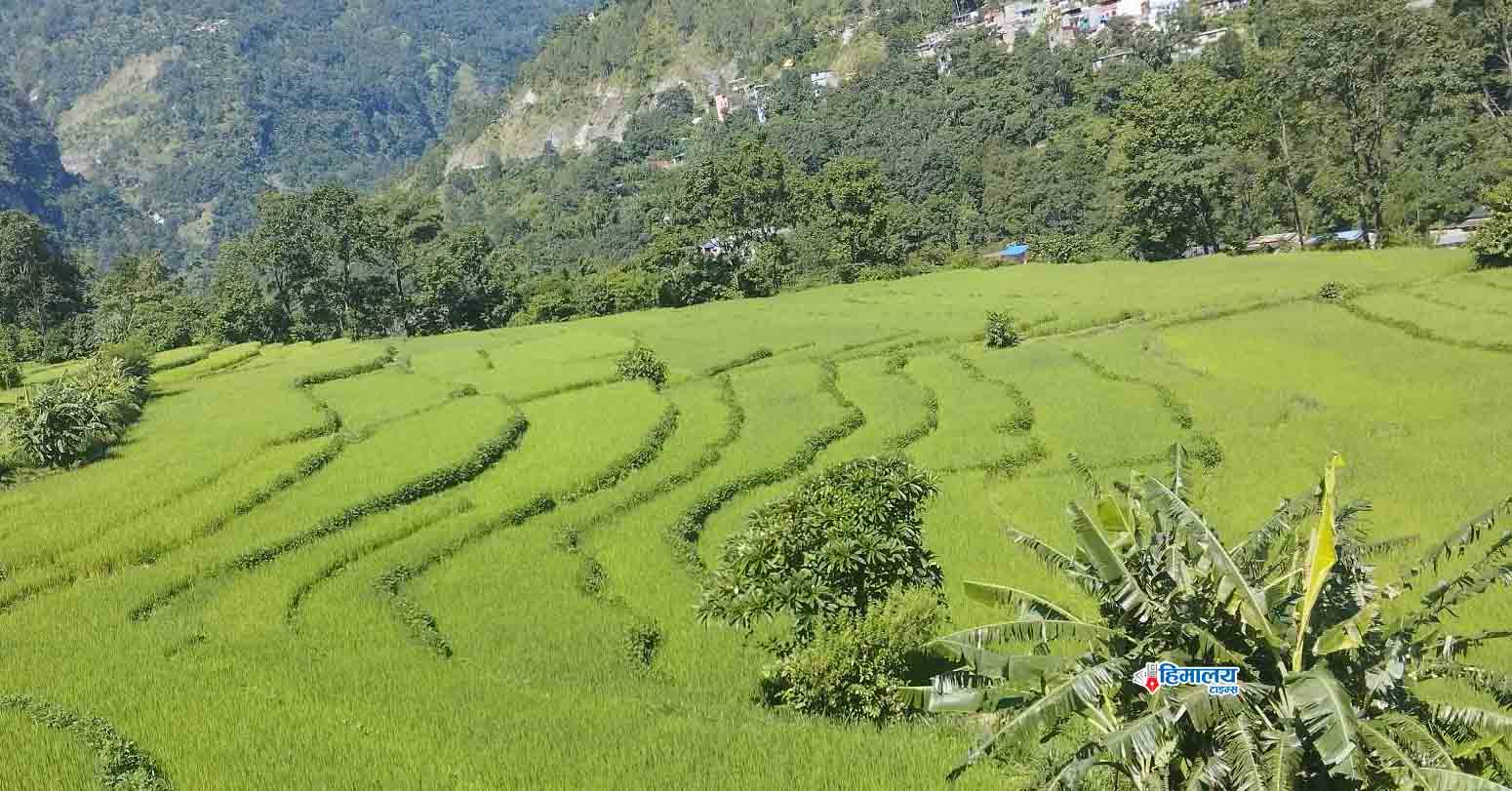 जलवायु परिवर्तनले रैथाने बाली नासिँदै, माटोमा अम्लीयपना बढ्दै